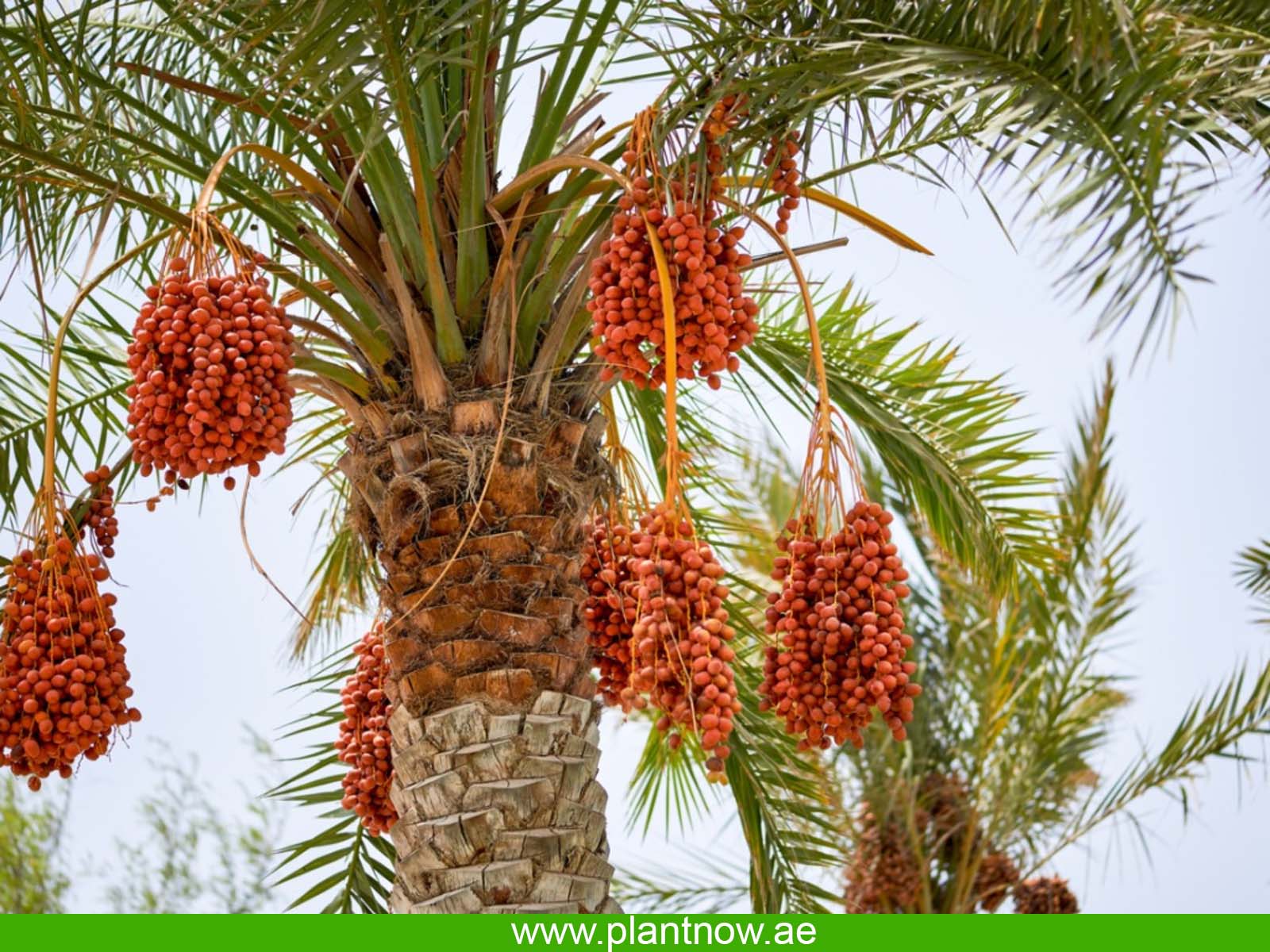 Buy Date Palm Tree Plants at Best Price in UAE